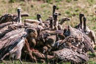 A Wake of Vultures Feeding on a Dead Animal