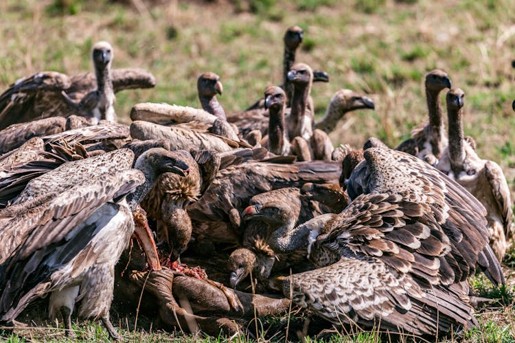 A Wake Of Vultures Feeding On A Dead Animal