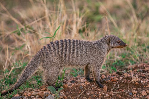 A Mongoose on the Ground
