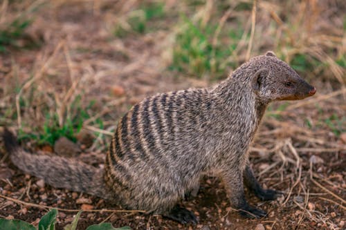 A Mongoose Sitting on the Ground