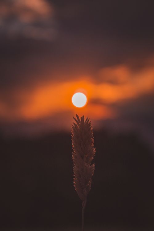 Free Silhouette of plant against a vibrant sunset sky, capturing nature's evening beauty. Stock Photo