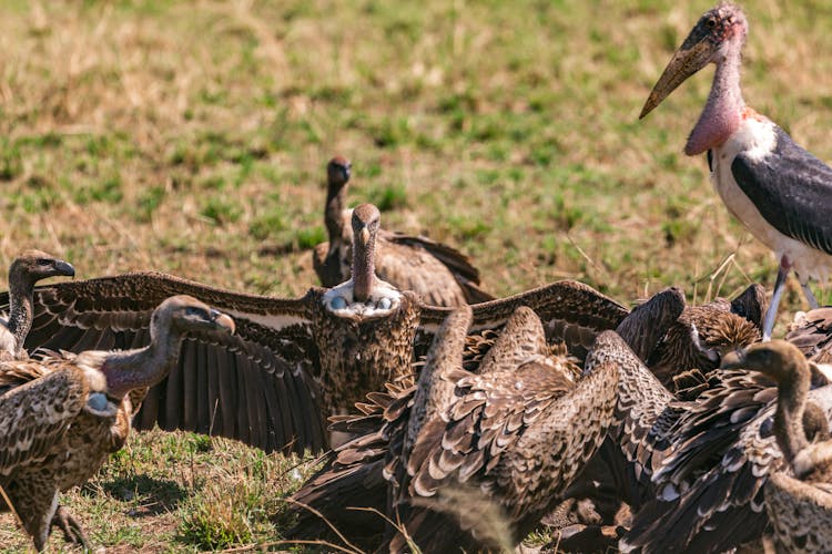 Vultures On Savannah