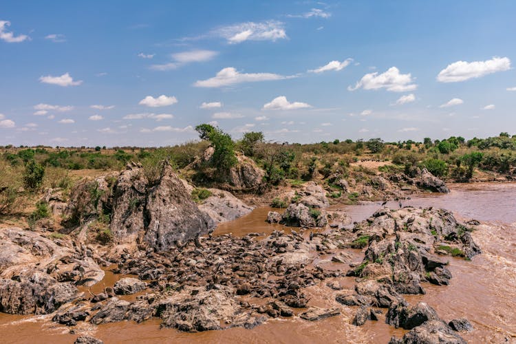 Group Of Dead Animals On The River