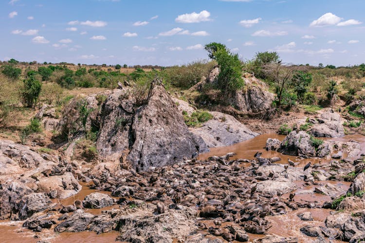 Group Of Dead Animals On The River