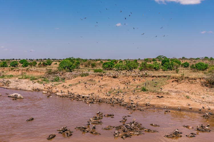 Flock Of Vultures Feeding On Dead Animals