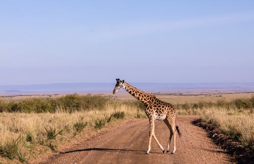 Free Photo of a Giraffe Walking on a Dirt Road Stock Photo