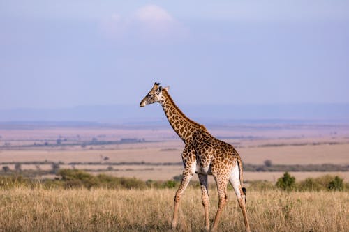 Free A Wild Giraffe Field in the Savanna Stock Photo