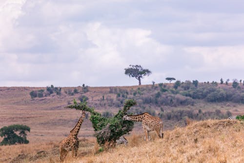 Gratis stockfoto met boom, dierenfotografie, giraffen Stockfoto
