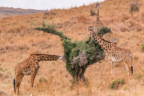 Tower of Giraffe Eating Shrub Leaves in the Savanna