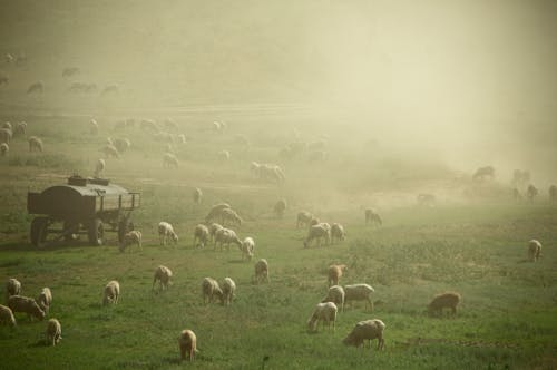 Herd of Sheep on Pasture Grass
