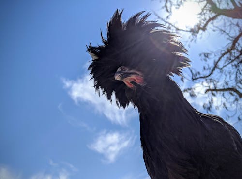 Free stock photo of backyard chicken, bird, chicken