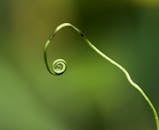 模糊背景下绿色植物螺旋卷须的宏细节