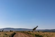 Zebras in the Savanna