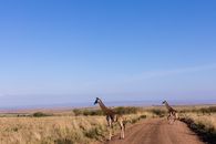 Giraffes Crossing the Road