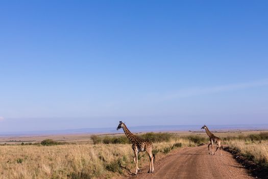 Giraffes Crossing the Road
