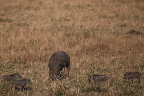 Photo of a Wild Boar on the Grass Near Young Wild Boars