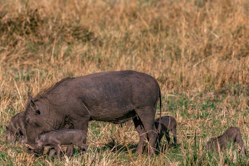 Free a Family of Wild Boars in the Grassland Stock Photo