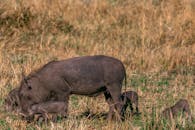 a Family of Wild Boars in the Grassland