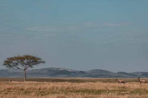 Free Antelopes Roaming Free in the Savanna Stock Photo