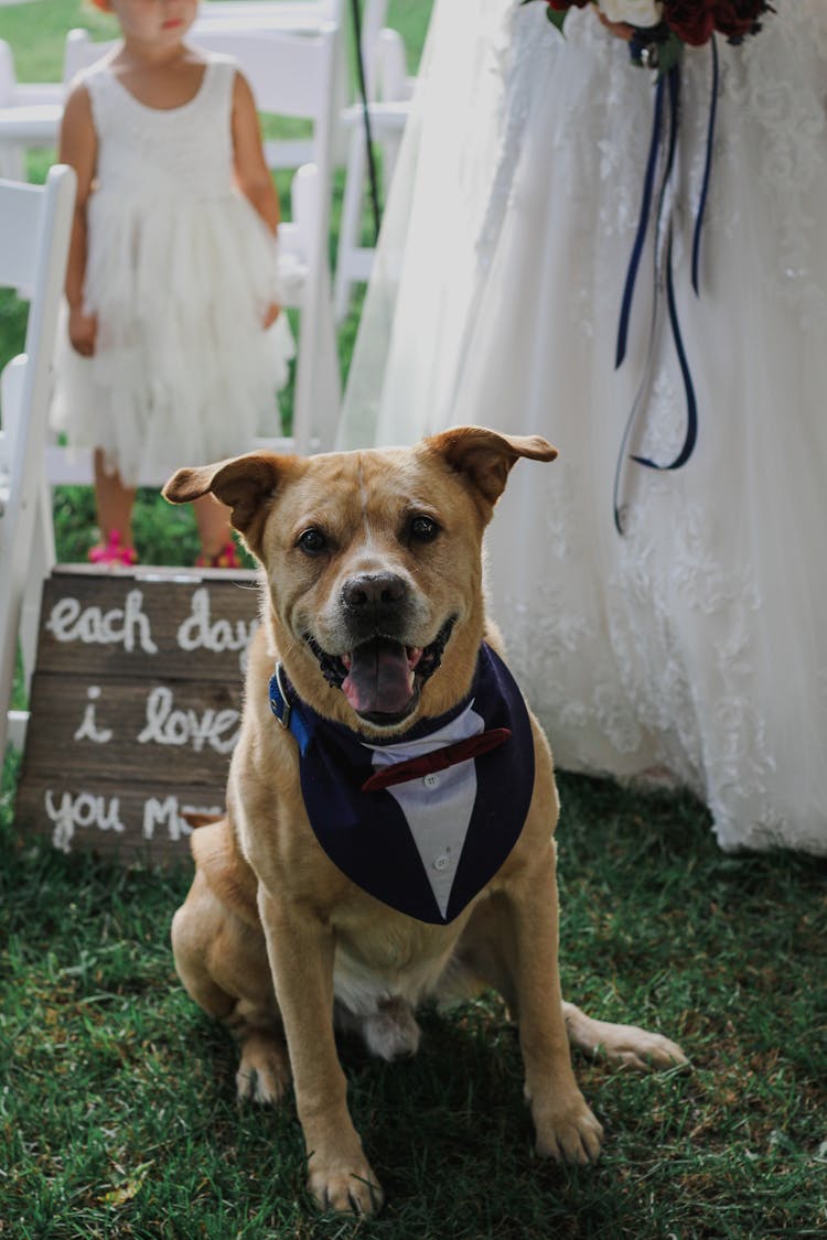 Crop Bride With Cute Purebred Dog