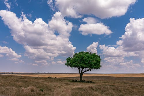 Green Tree on Brown Field Under White Clouds and Blue Sky