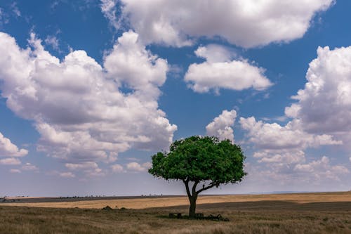 Free Green Tree on Brown Field Under White Clouds and Blue Sky Stock Photo