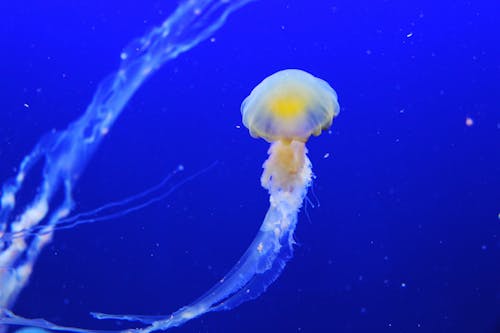 Free Jellyfish Stock Photo