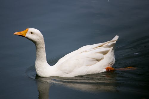 Free stock photo of duck bird