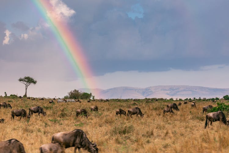 Wildebeests On Brown Grass Field