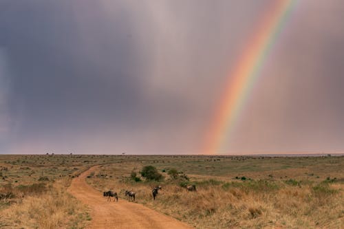 Immagine gratuita di arcobaleno, bellissimo, campo aperto