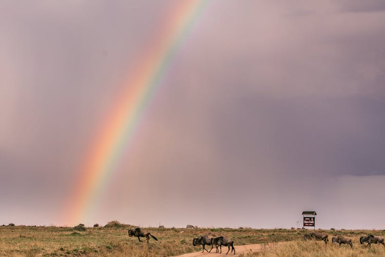 Wildebeests On Brown Grass Field