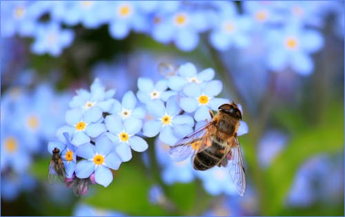 Безкоштовне стокове фото на тему «Бджола, завод, запилення»