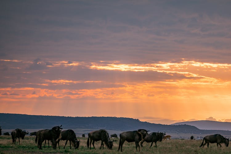 Wildebeests On The Grass Field