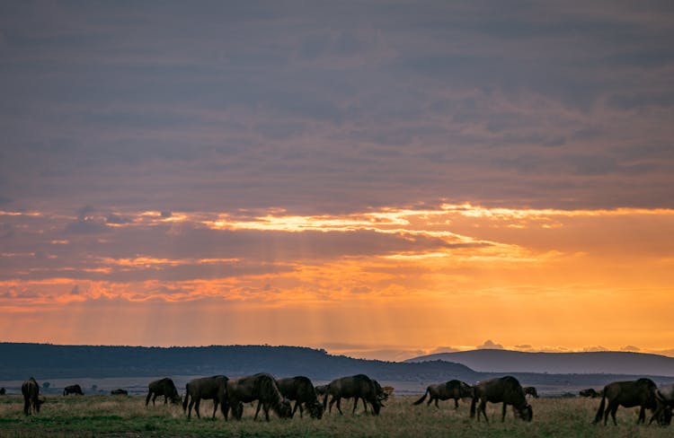 Wildebeests On The Grass Field