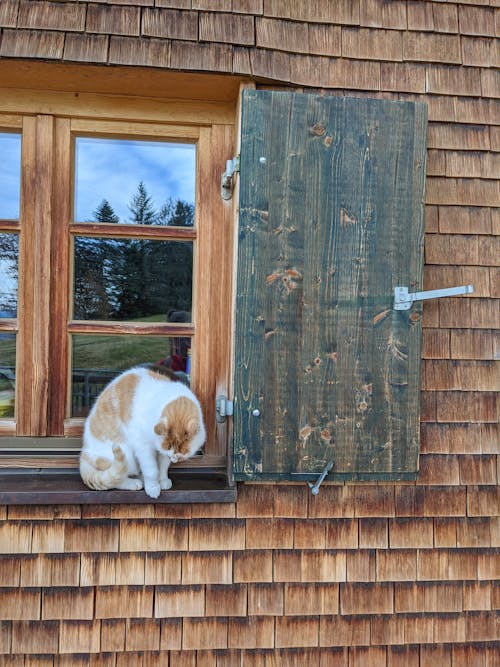 Free stock photo of cat, kitty, wood