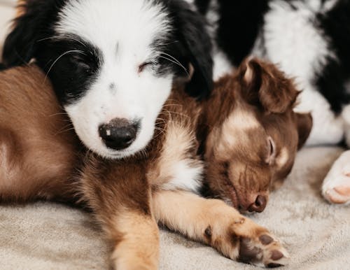 Free Cute puppies resting together on plaid Stock Photo
