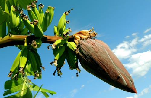 Foto d'estoc gratuïta de arbre, bananer, cel