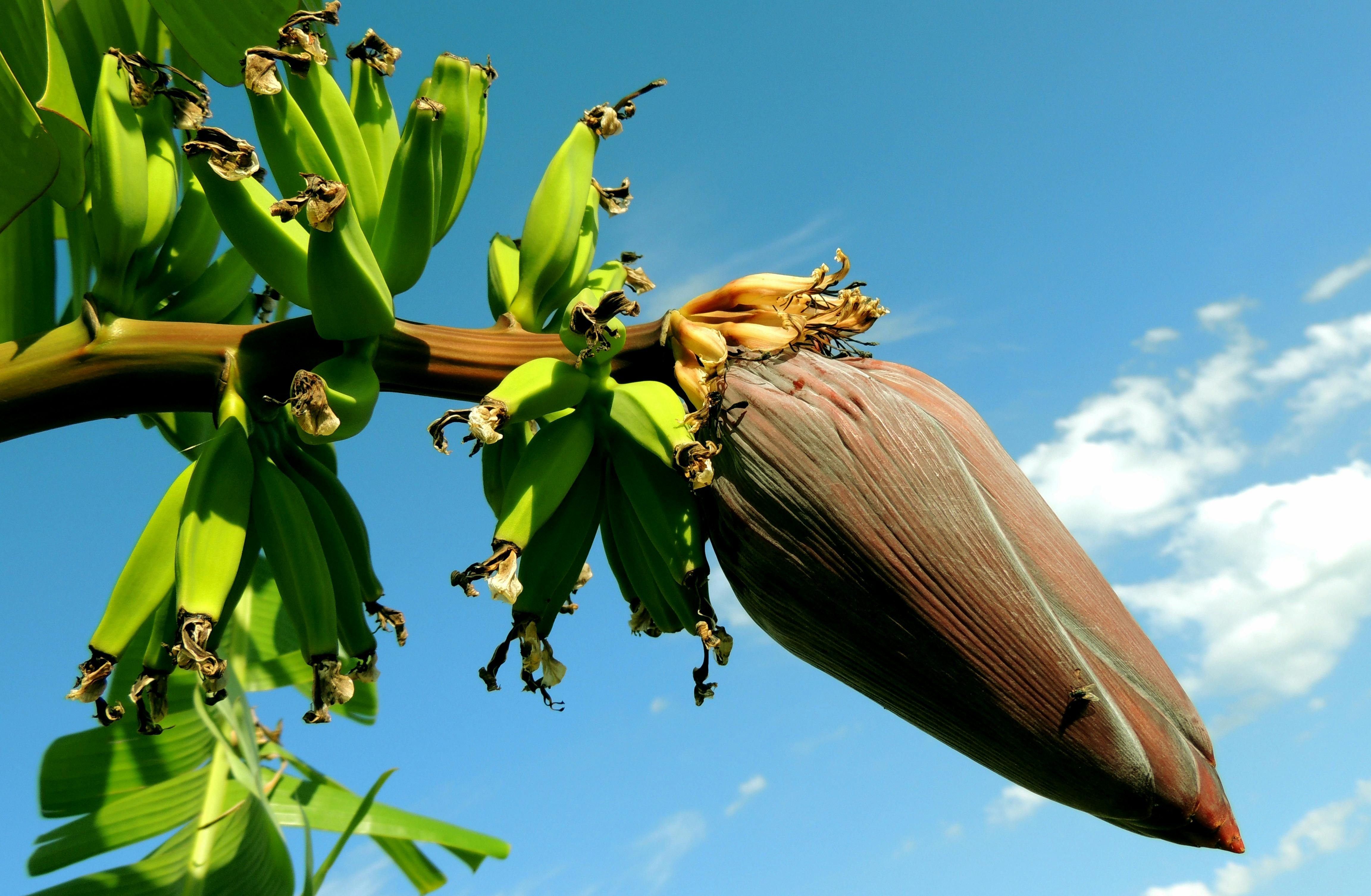 kostenloses-foto-zum-thema-banane-herz-bananen-bananenbaum