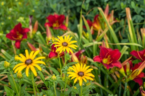 Blooming Flowers in the Garden