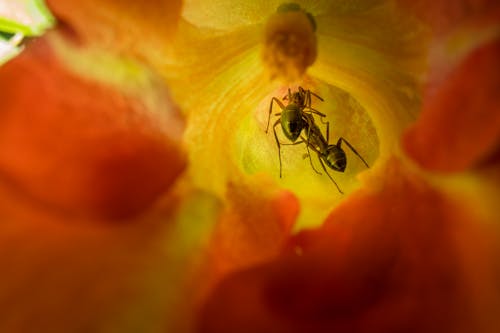 Ants Inside a Flower 