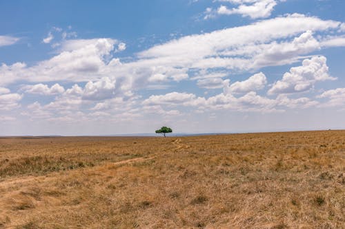 Безкоштовне стокове фото на тему «блакитне небо, дерево, коричнева трава» стокове фото