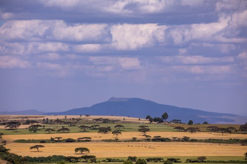 Landscape with Trees on a Agricultural Field and Mountain in Background