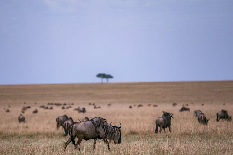 Wildebeests On Brown Grass Field