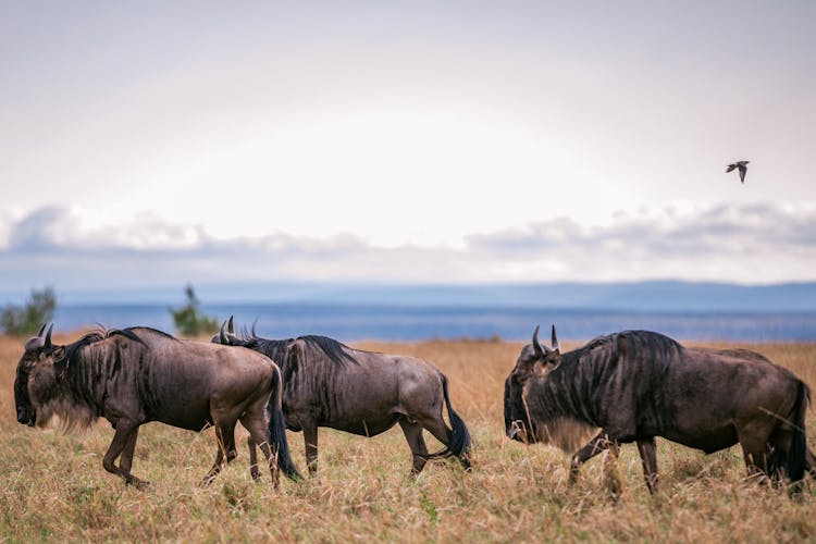 Wildebeests On Brown Grass Field