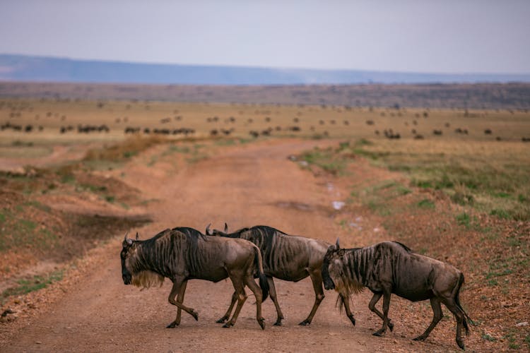 Three Buffalos Crossing On A Dirt Road