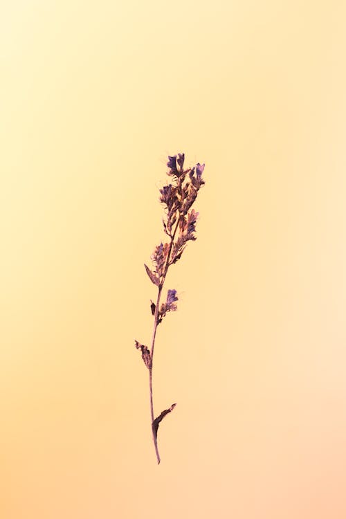 Kostnadsfri bild av blomma, löv, minimalistisk