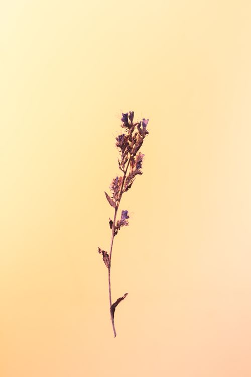 Free Minimalist dry flower with a serene peach background, perfect for nature-themed designs. Stock Photo