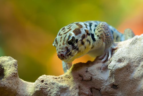 Gray Brown and White Lizard