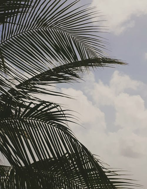 Základová fotografie zdarma na téma bílé mraky, kokosový ořech, listy