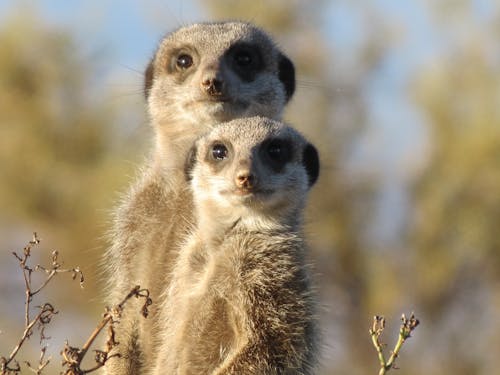 Gratis lagerfoto af dyrefotografering, makro, suricates Lagerfoto